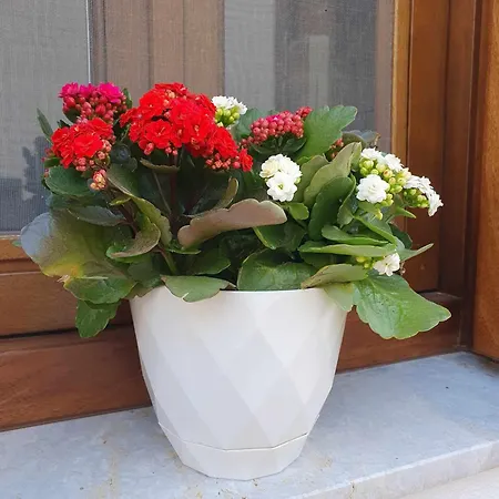 Aggeliki's House 別荘 シミ