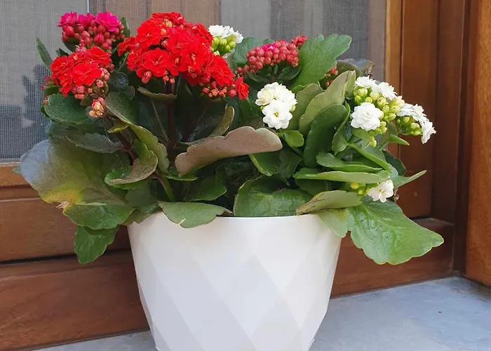 Aggeliki's House بيت للعطل سيمي